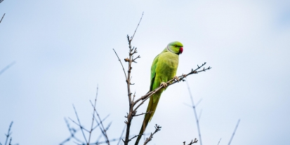bİr papaĞan uÇuŞu