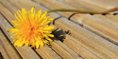 hİkÂyeye siĞinma eylem plani