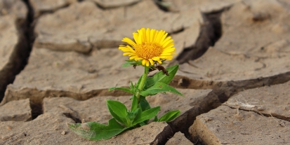 kirli hanım Çiçeği