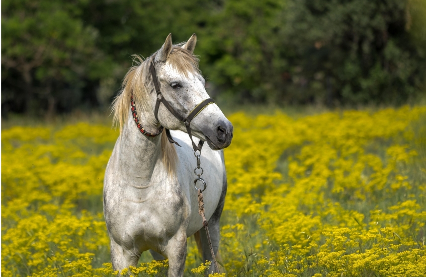 BİR KISRAK UZAKLARDA