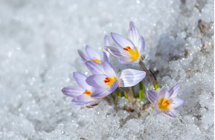 erciyes’e tutunmuş bir kar çiçeğinin erime günlüğü