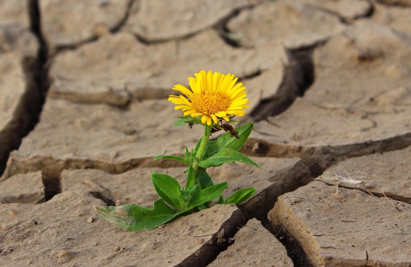 Kirli Hanım Çiçeği