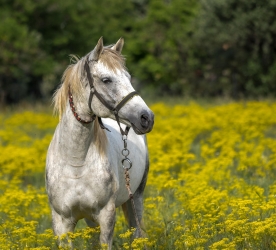 BİR KISRAK UZAKLARDA