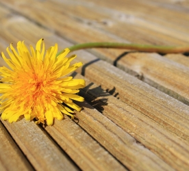 HİKÂYEYE SIĞINMA EYLEM PLANI