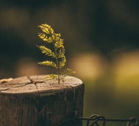 Lewy Cisimciklerinin Marifeti