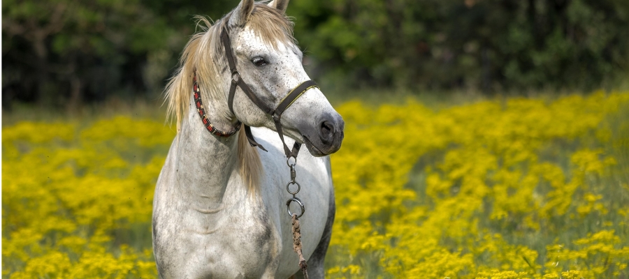 BİR KISRAK UZAKLARDA