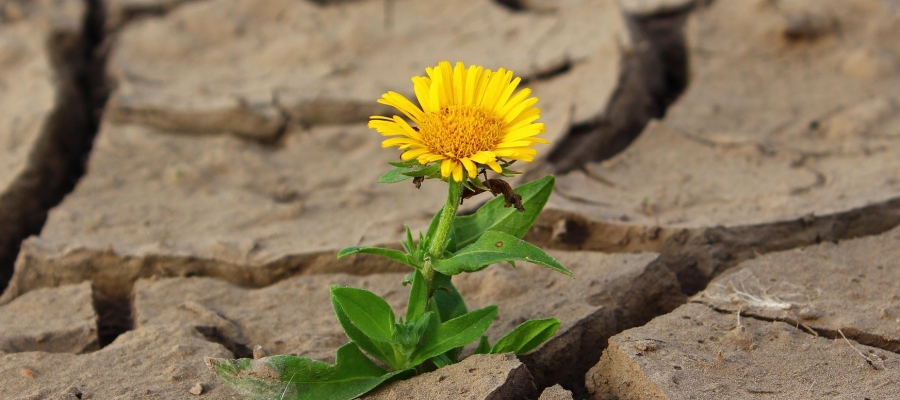 Kirli Hanım Çiçeği