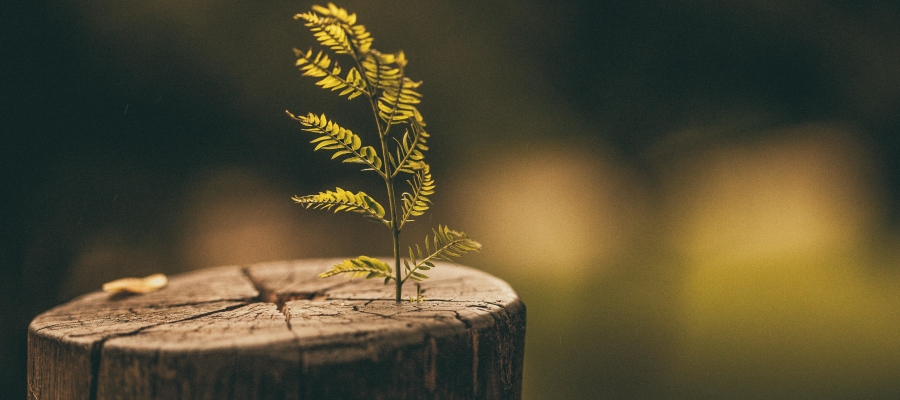 Lewy Cisimciklerinin Marifeti